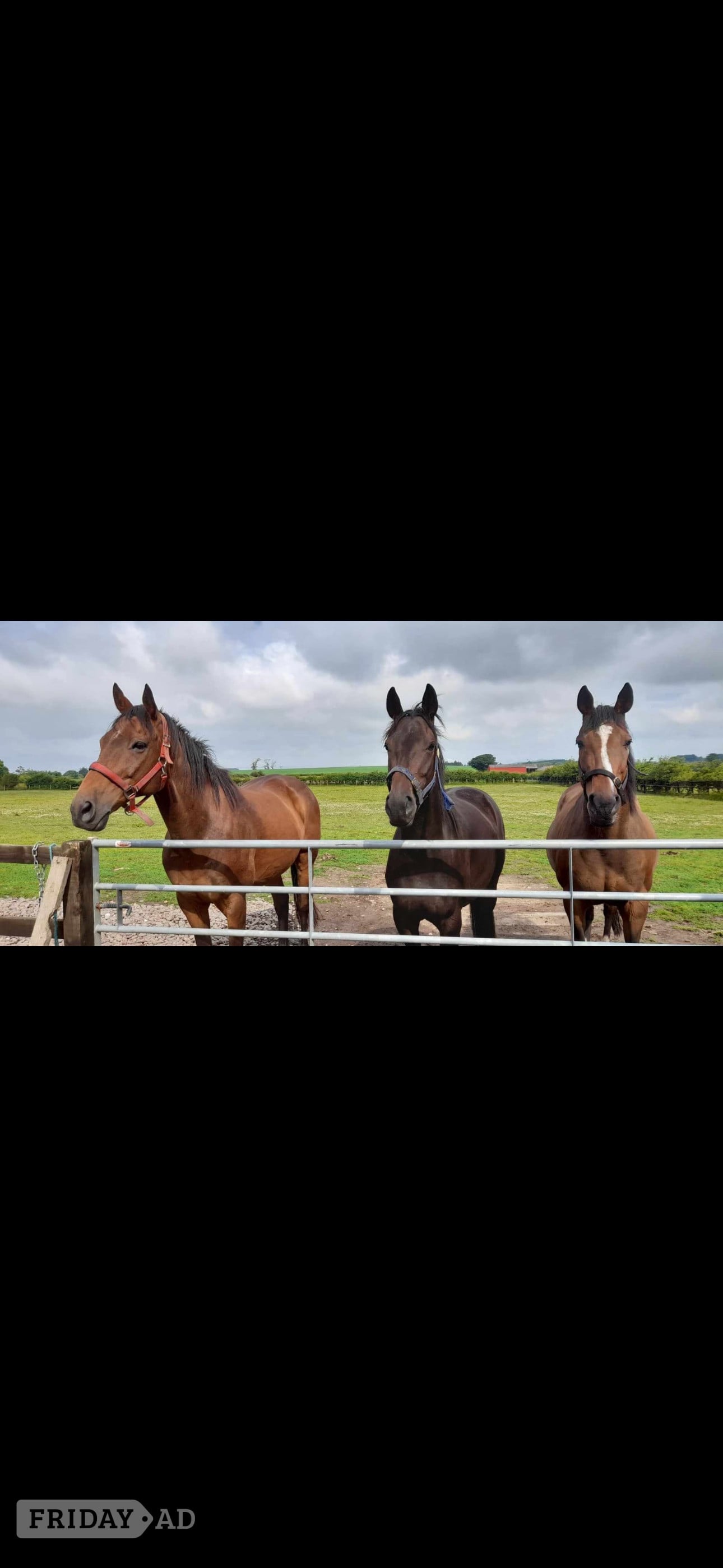 "Chloe" Dark Brown Filly All Rounder in Kilmarnock