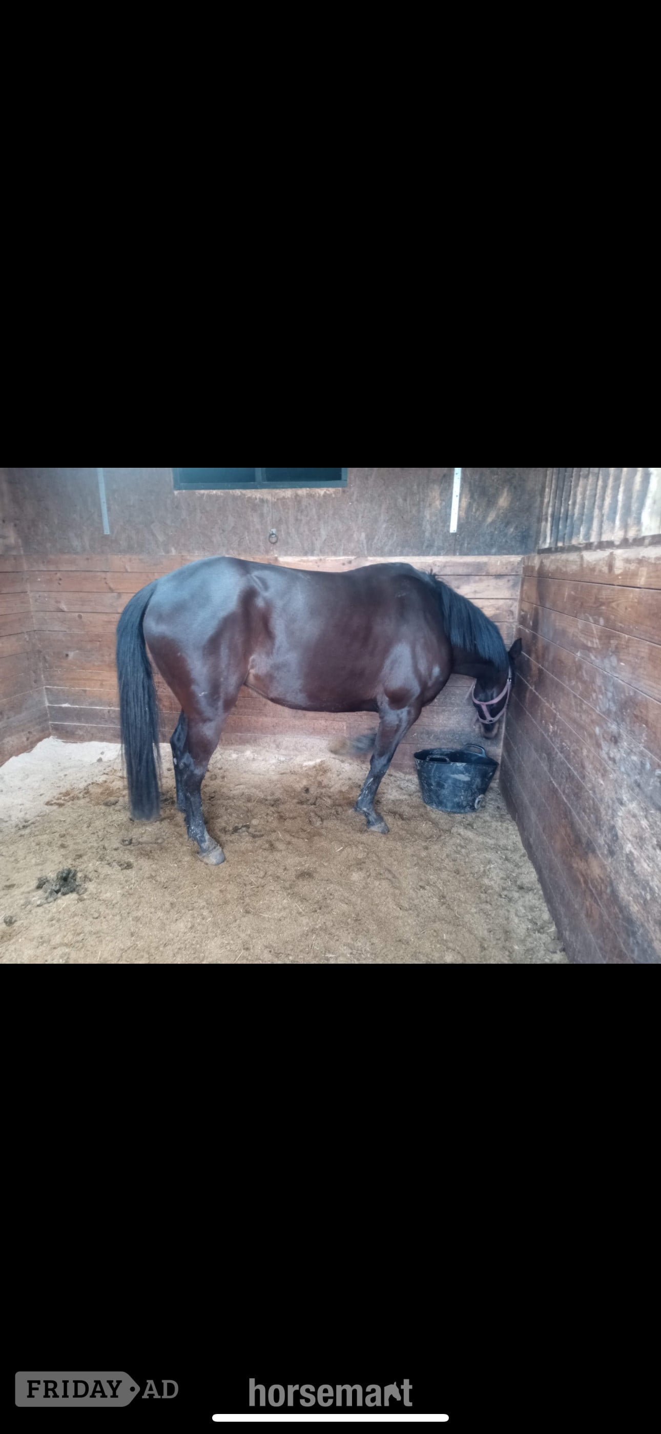 "Chloe" Dark Brown Filly All Rounder