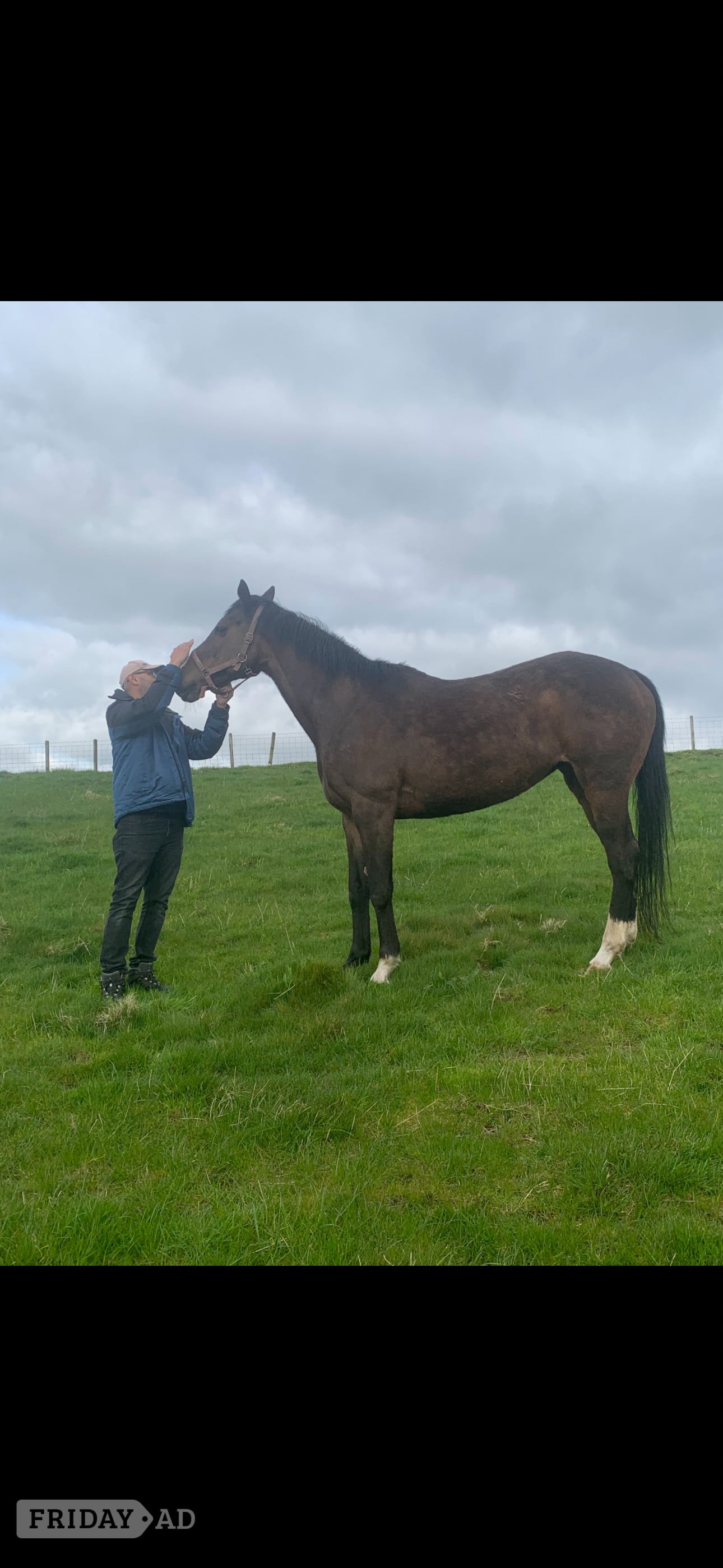 Kilmarnock "Chloe" Dark Brown Filly All Rounder