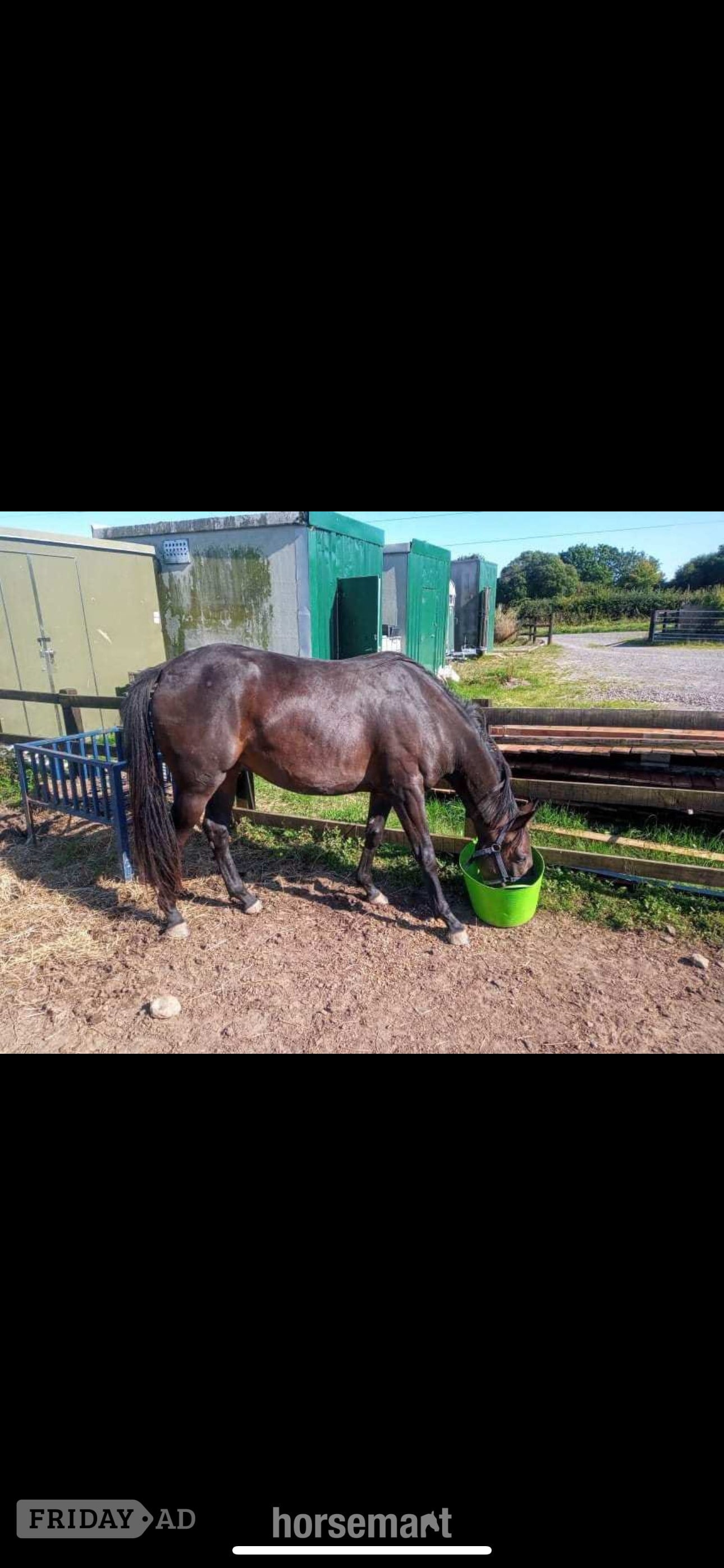"Chloe" Dark Brown Filly All Rounder - Horses in Kilmarnock