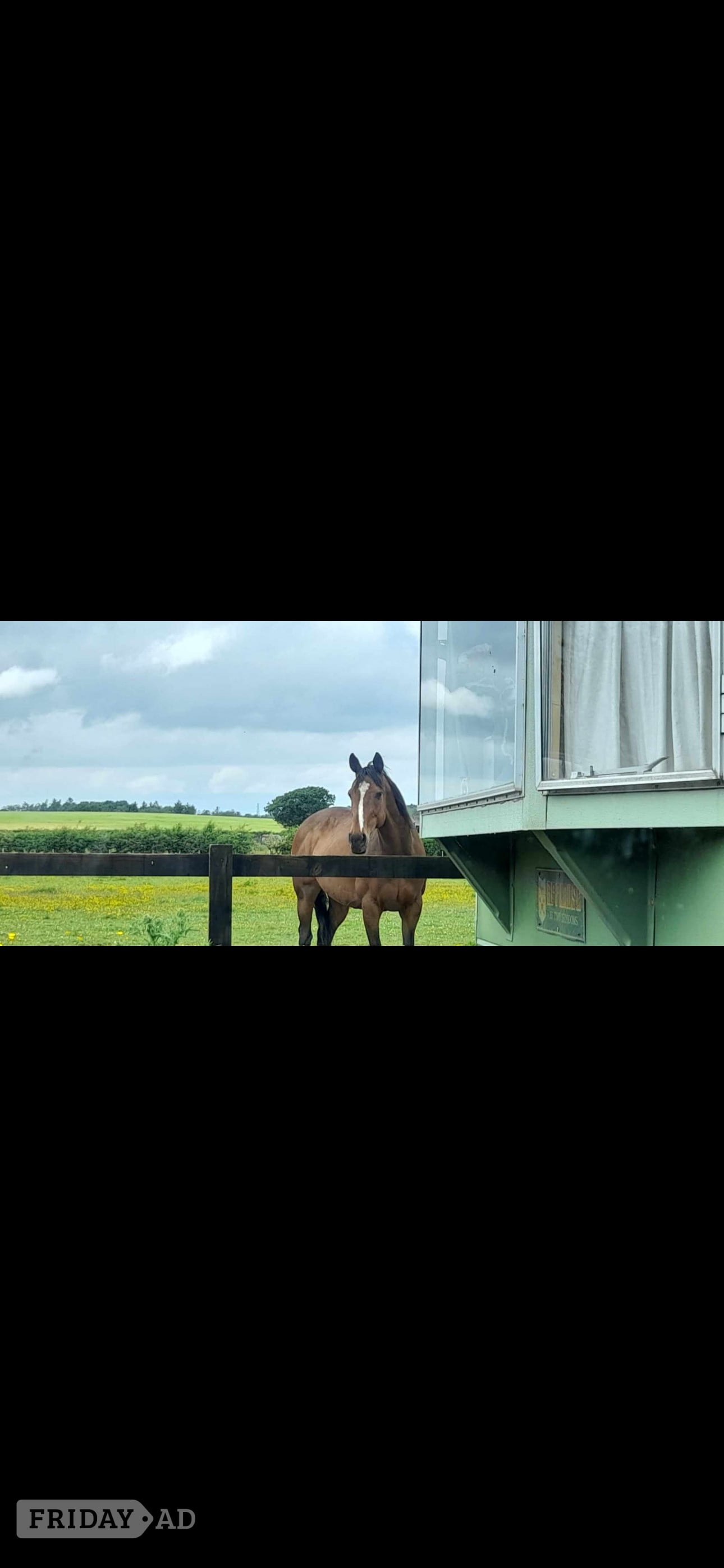 "Chloe" Dark Brown Filly All Rounder - Horses