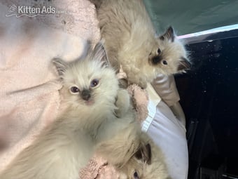 Beautiful ragdoll kittens ready now