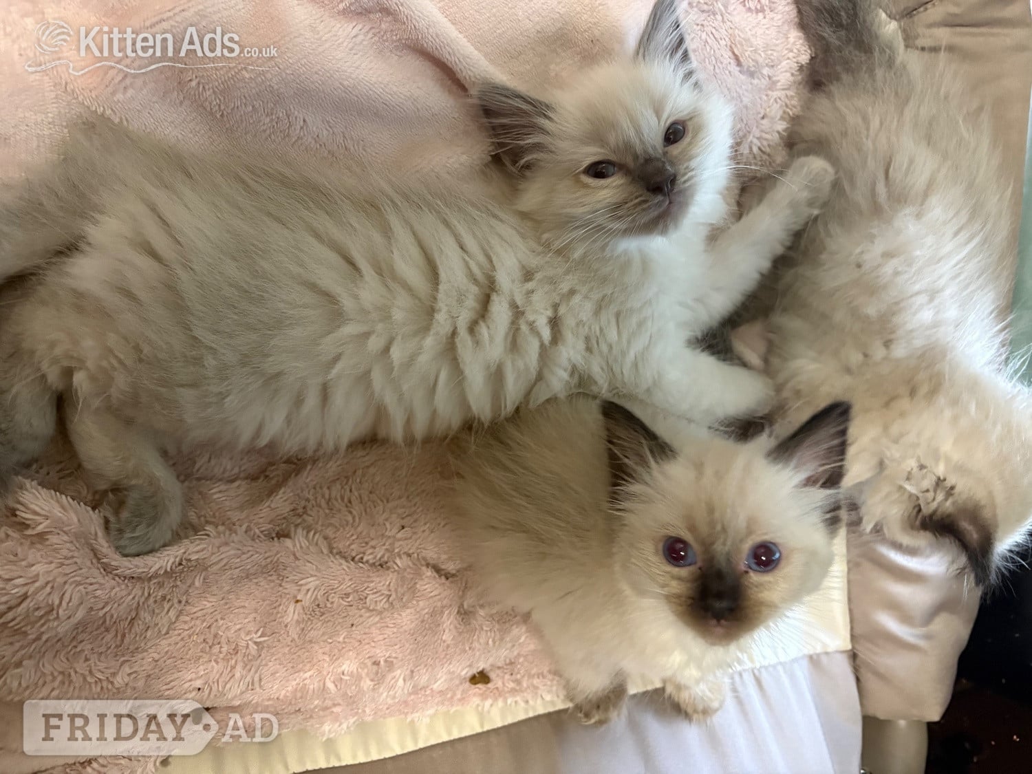 Beautiful ragdoll kittens ready now