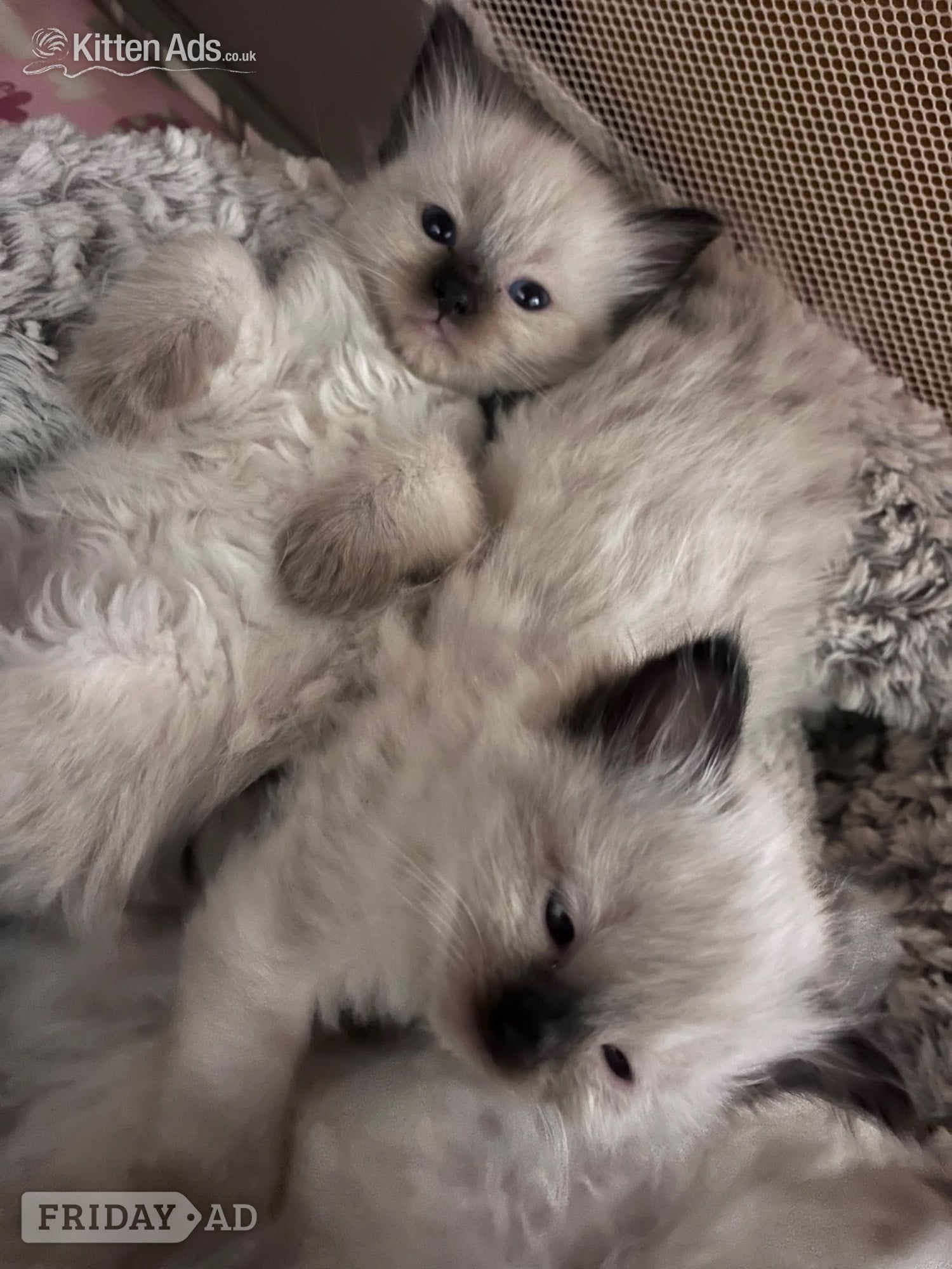 Beautiful ragdoll kittens ready now - Cats & Kittens in Torquay