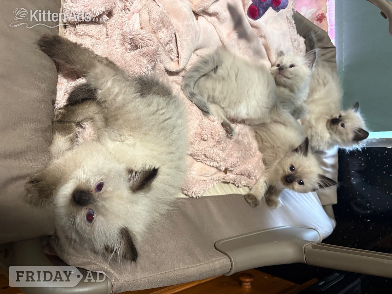 Torquay Beautiful ragdoll kittens ready now