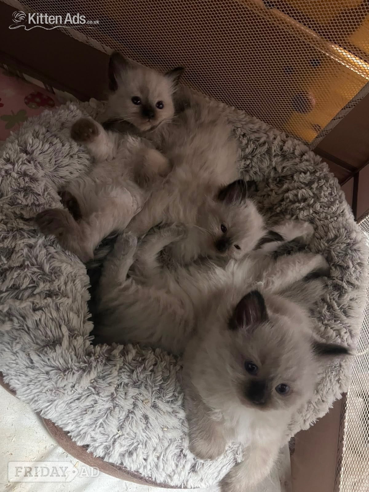 Beautiful ragdoll kittens ready now - Cats & Kittens