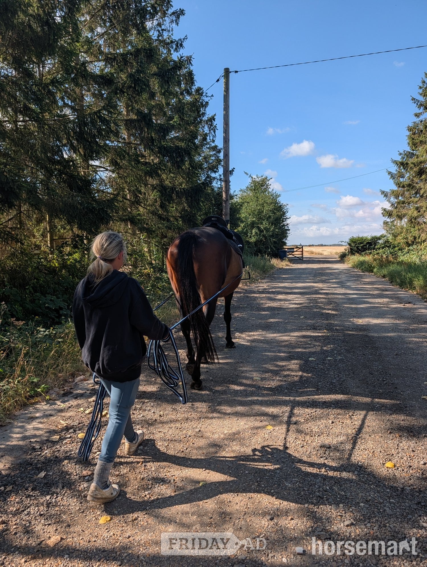 "Fists of Fury (Bruce)" Dark Bay Gelding All Rounder