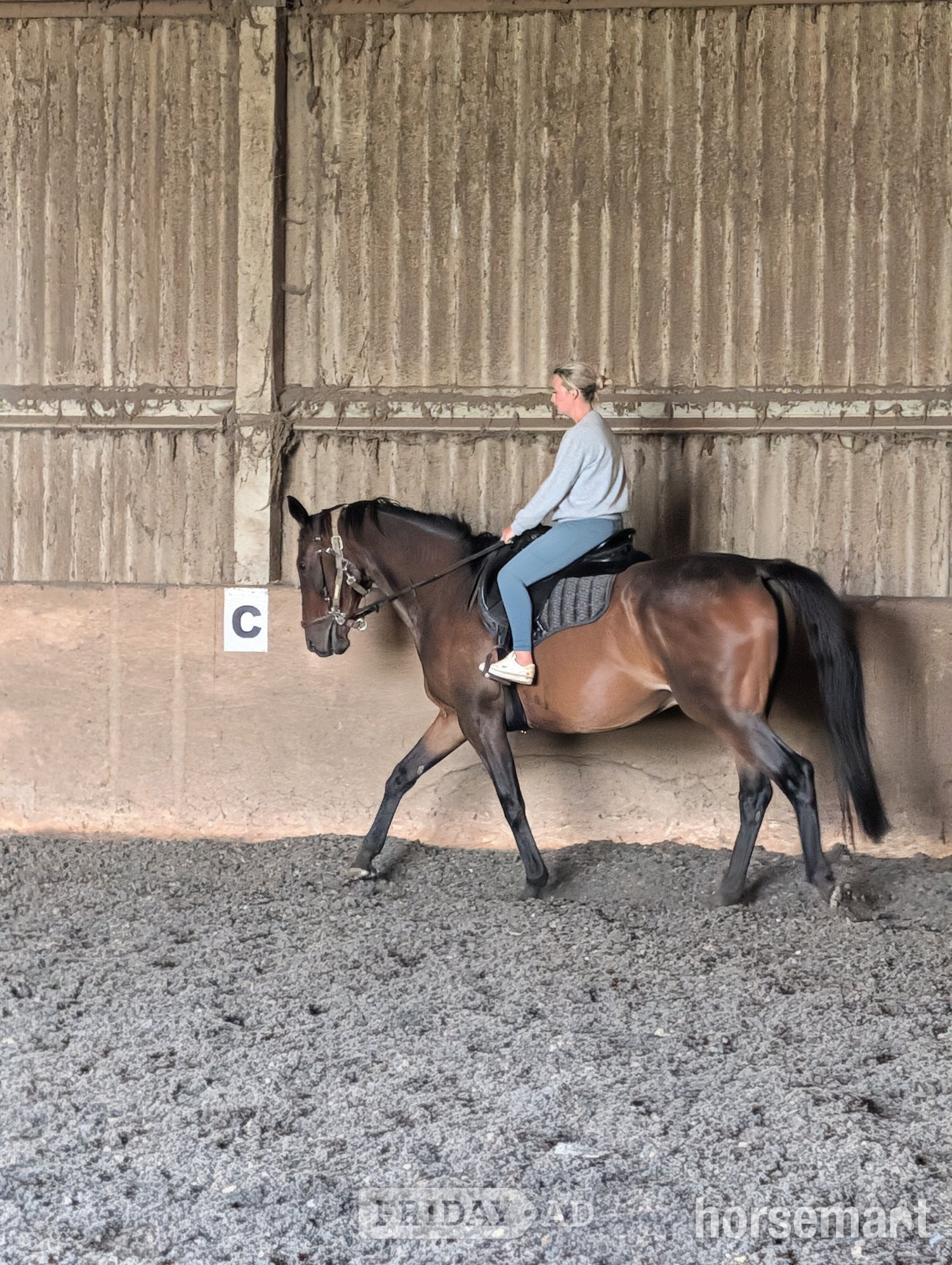 Cambridge "Fists of Fury (Bruce)" Dark Bay Gelding All Rounder