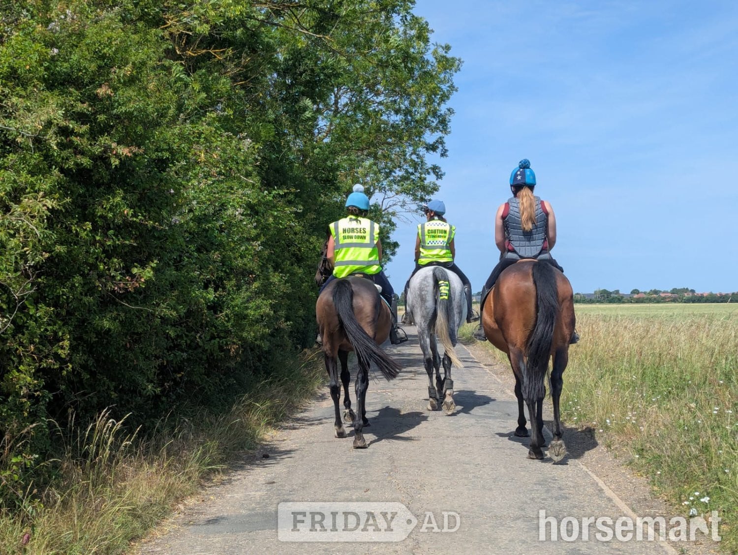 "Fists of Fury (Bruce)" Dark Bay Gelding All Rounder - Horses in Cambridge