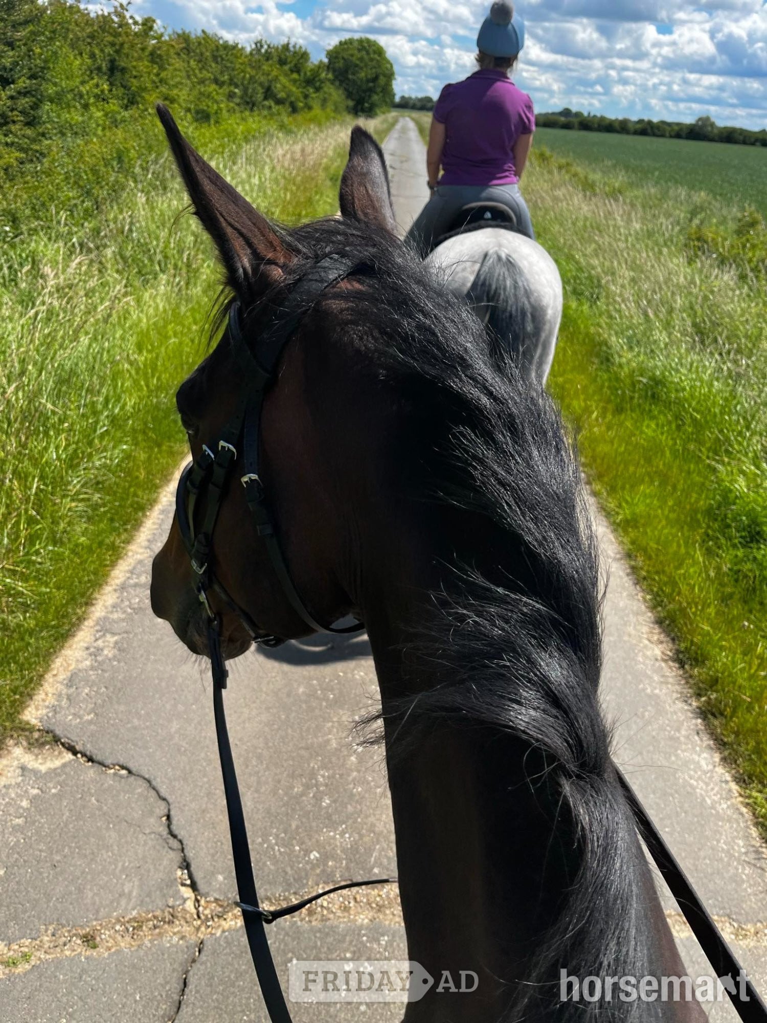 "Fists of Fury (Bruce)" Dark Bay Gelding All Rounder - Horses