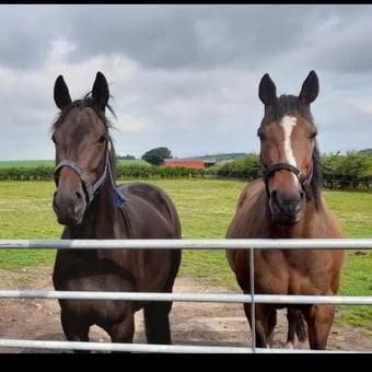"Chloe" Dark Brown Filly All Rounder