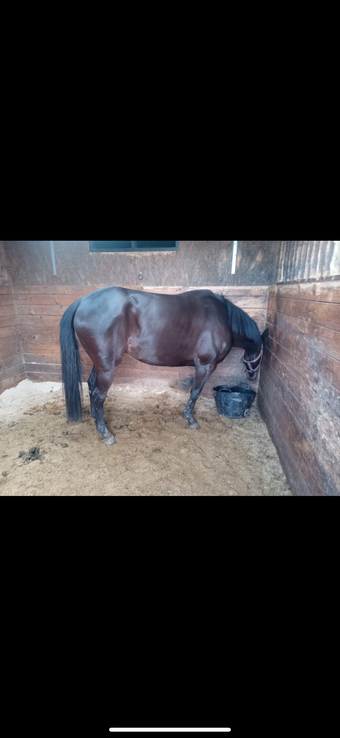 "Chloe" Dark Brown Filly All Rounder