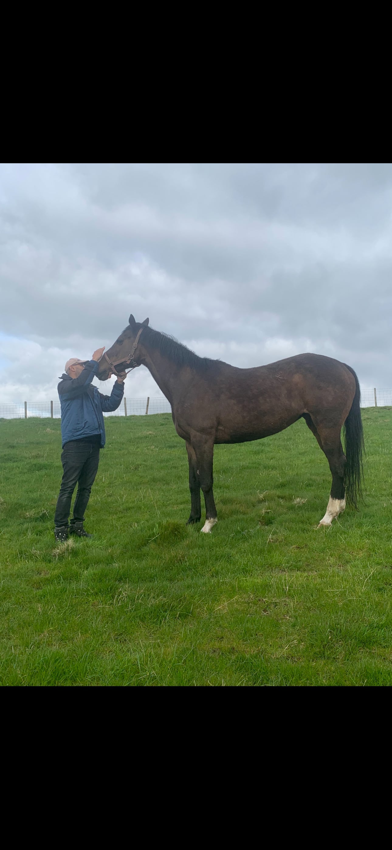 Kilmarnock "Chloe" Dark Brown Filly All Rounder