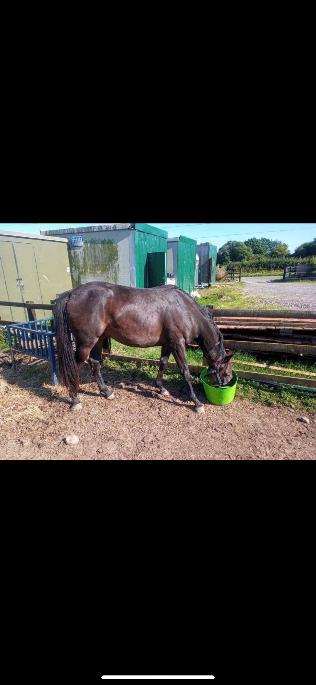 "Chloe" Dark Brown Filly All Rounder - Horses in Kilmarnock