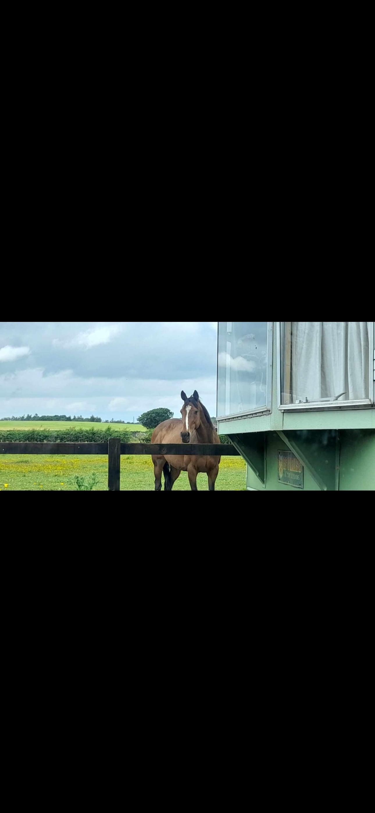 "Chloe" Dark Brown Filly All Rounder - Horses
