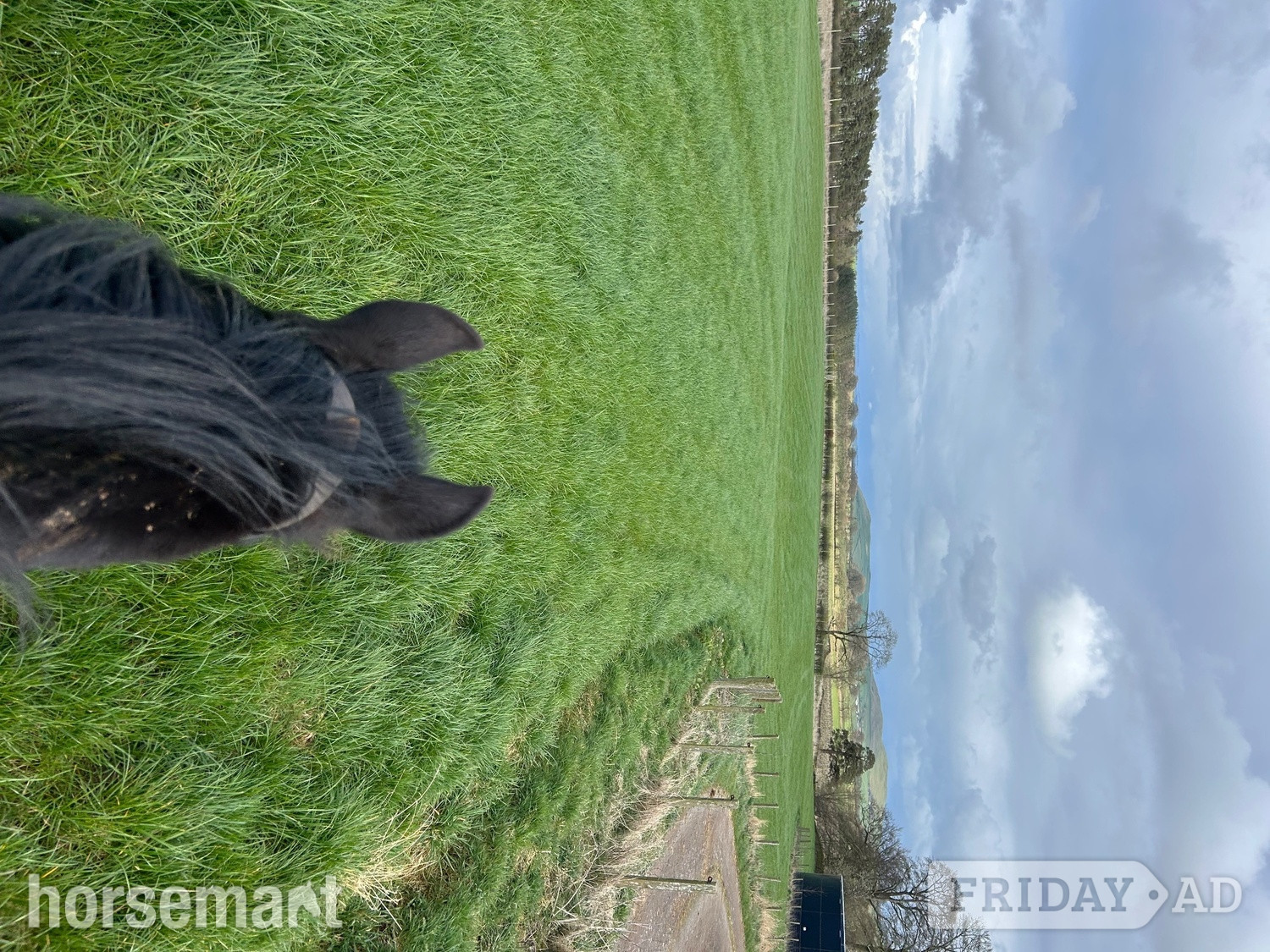 Amisfield Town "Pride" Black Gelding Mountain & Moorland Pony