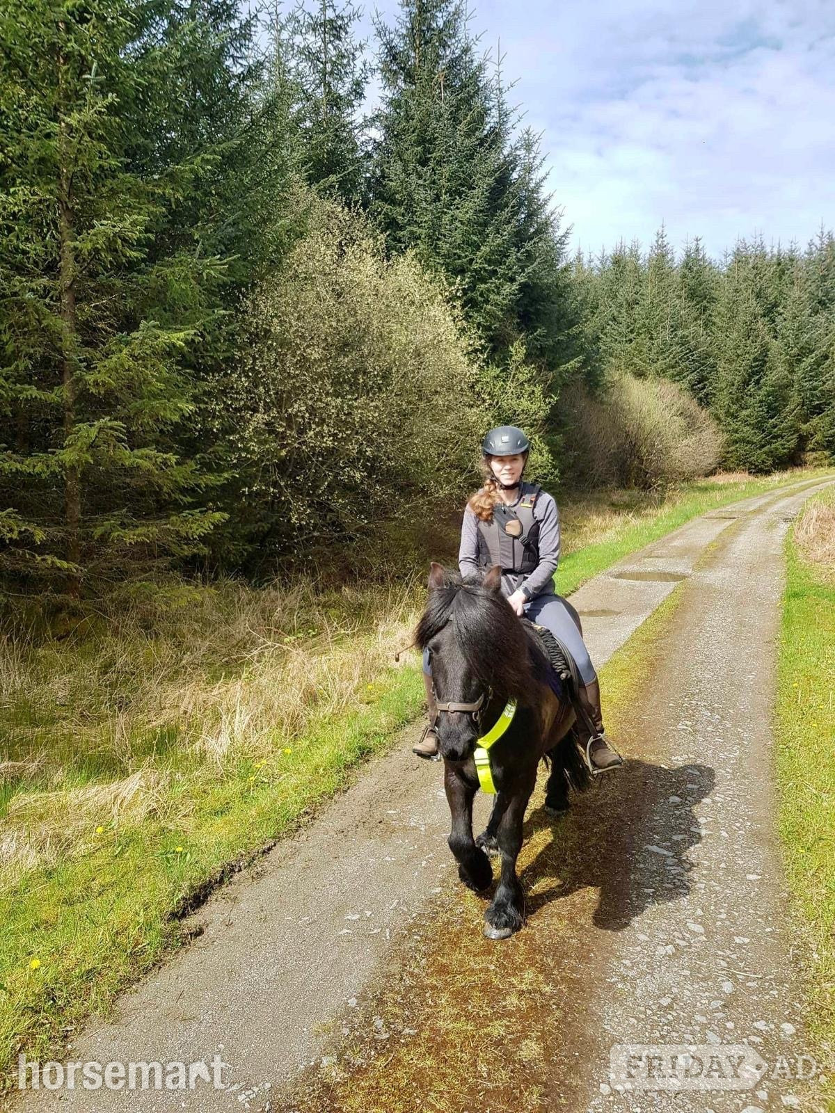 "Pride" Black Gelding Mountain & Moorland Pony
