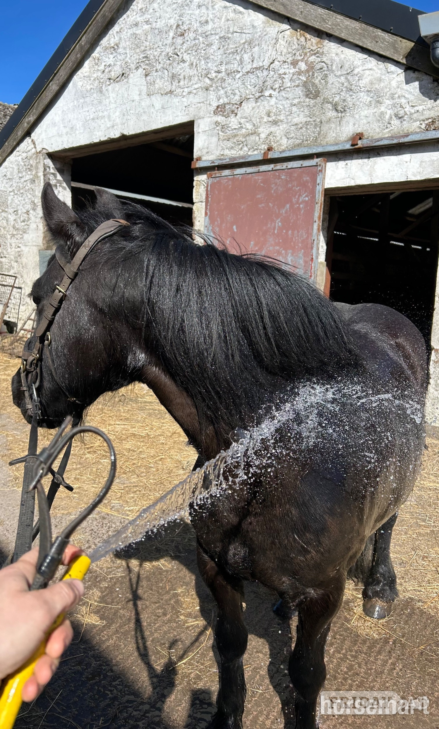 "Pride" Black Gelding Mountain & Moorland Pony - Horses in Amisfield Town