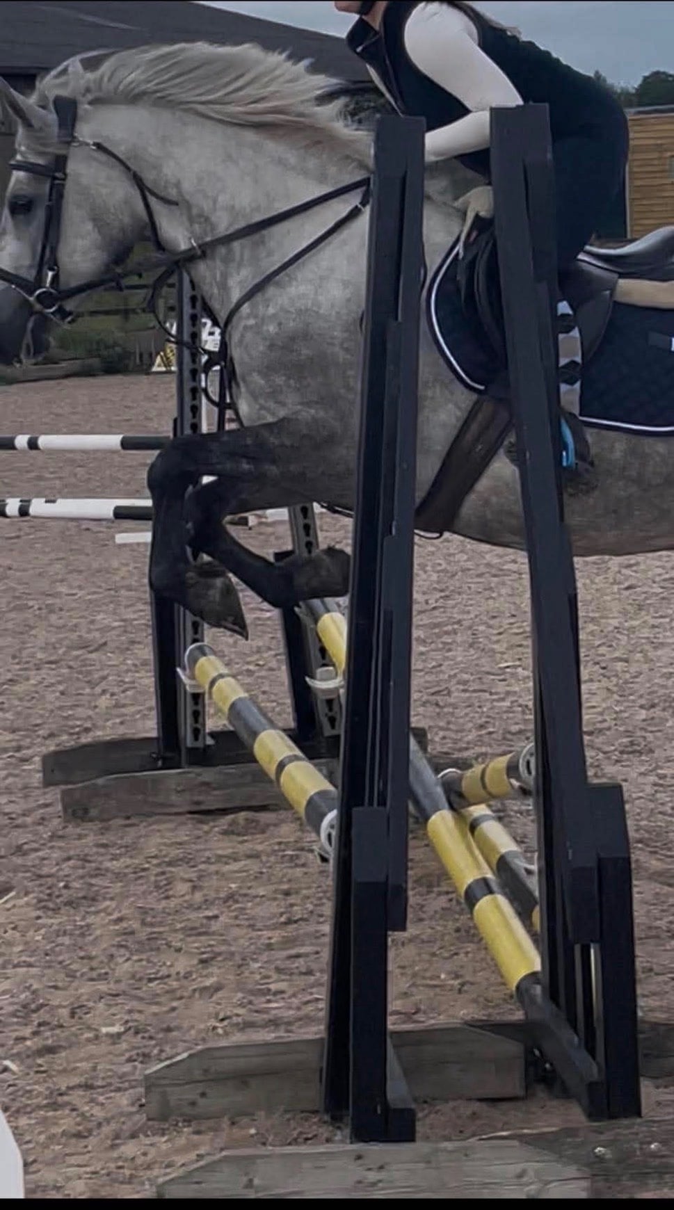 "Lilly" Grey Mare All Rounder