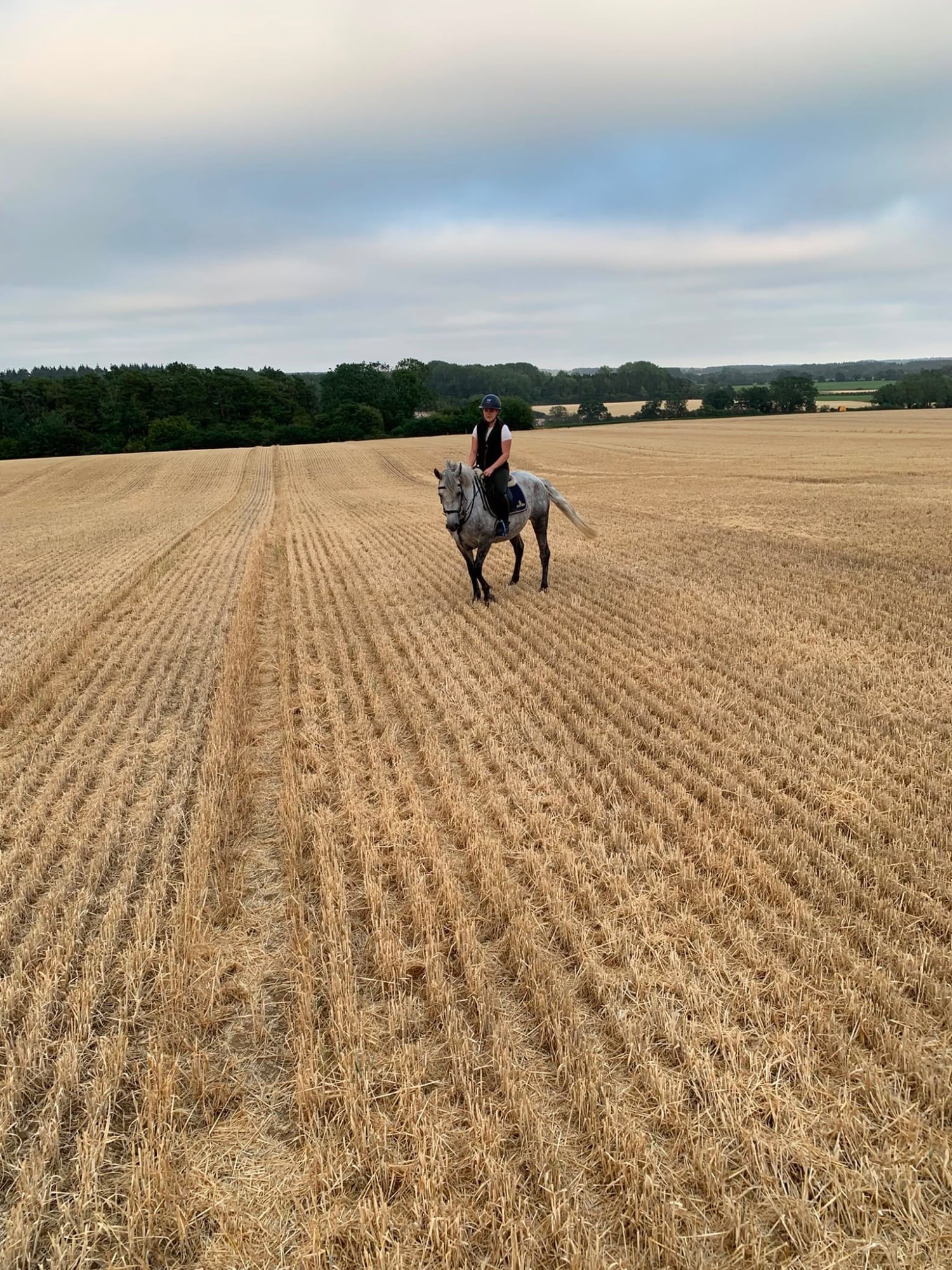 "Lilly" Grey Mare All Rounder - Horses in King's Lynn