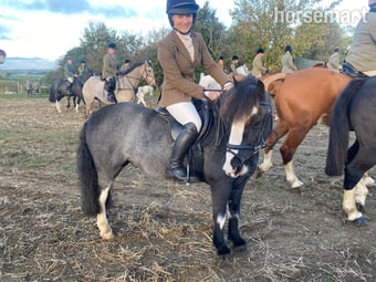 "Rolo" Black Roan Gelding Hunter