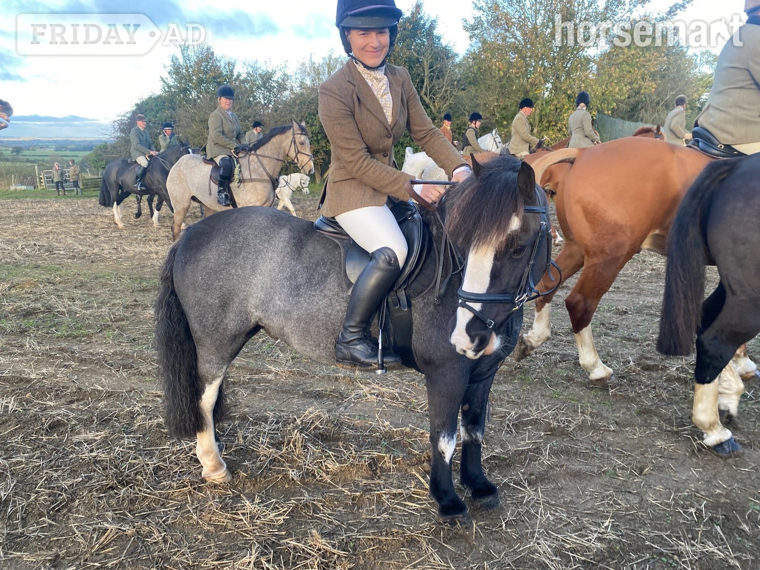 "Rolo" Black Roan Gelding Hunter in Warwick