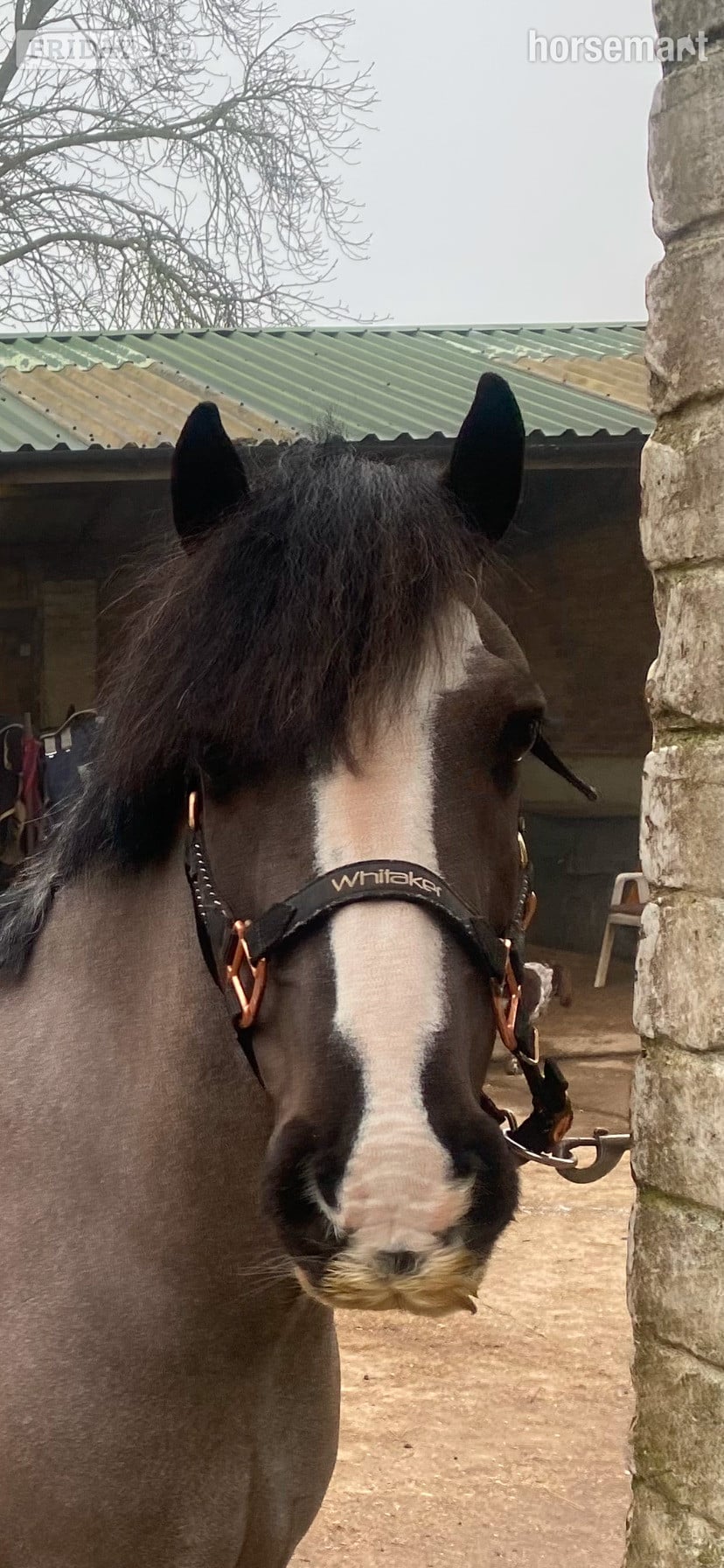 "Rolo" Black Roan Gelding Hunter - Horses in Warwick