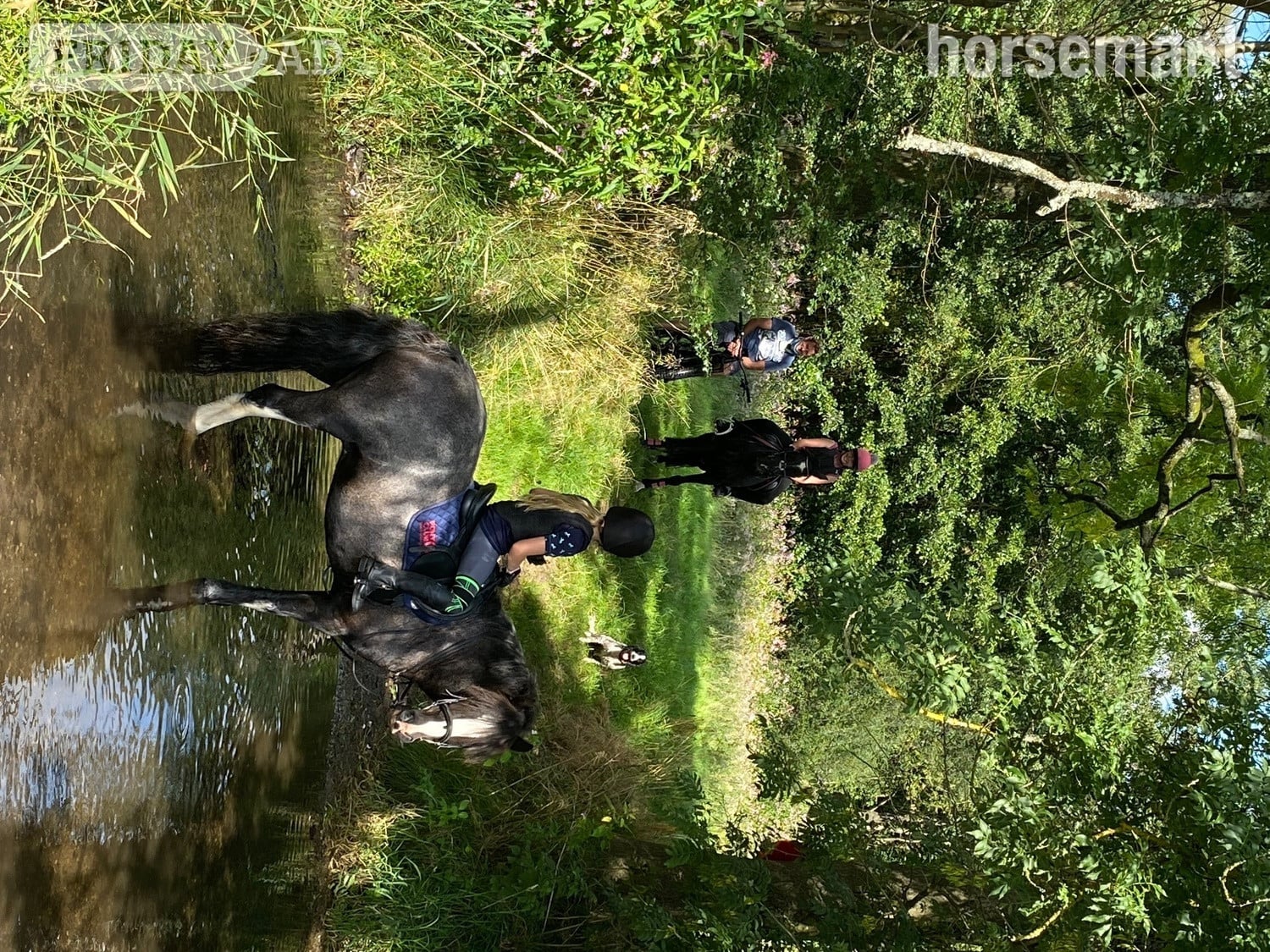 "Rolo" Black Roan Gelding Hunter - Horses