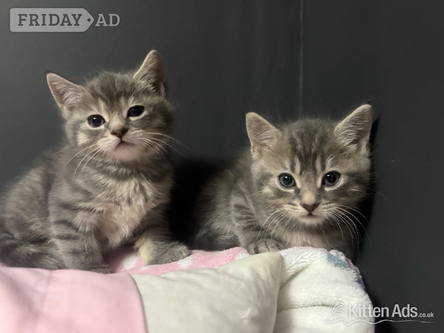Persian babies ready now  - Cats & Kittens in Gatwick
