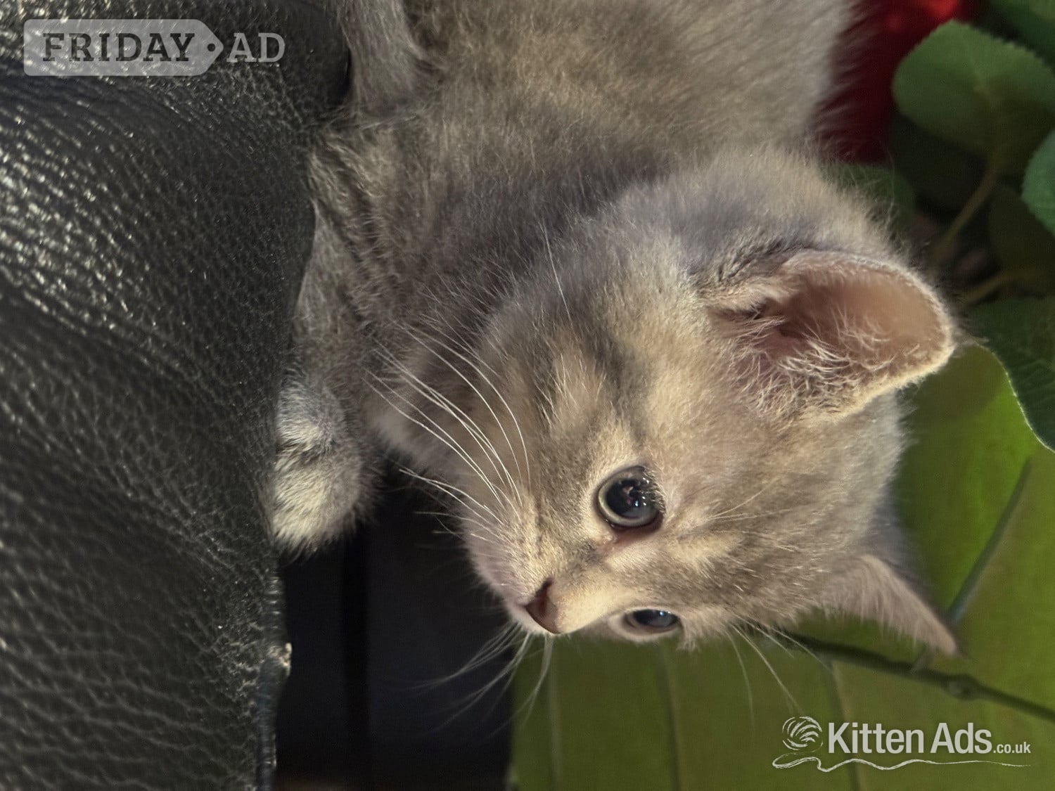 Persian babies ready now  - Cats & Kittens