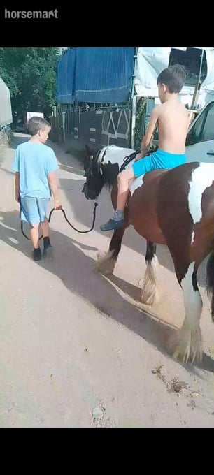 "John " Coloured Gelding Cob/Heavy Horse