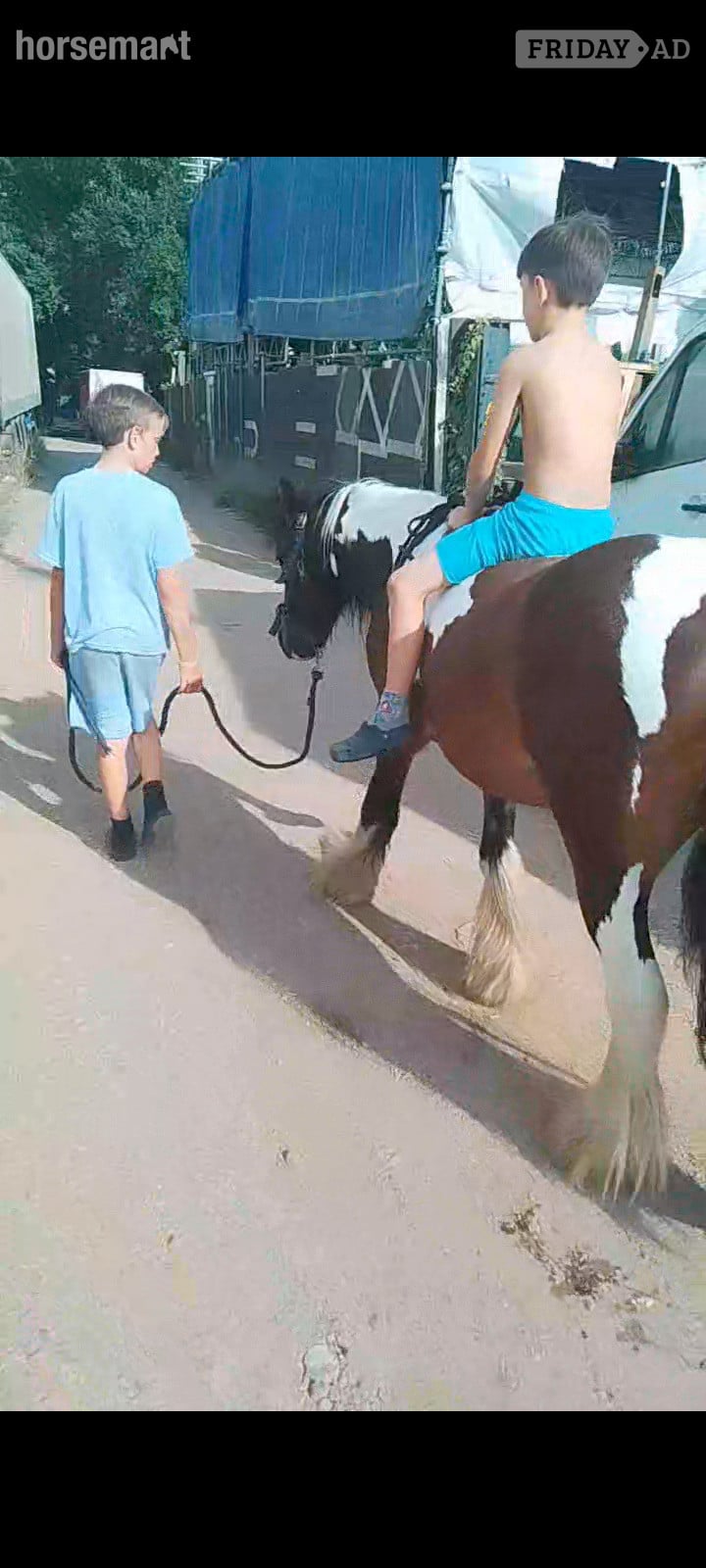 "John " Coloured Gelding Cob/Heavy Horse in Romford