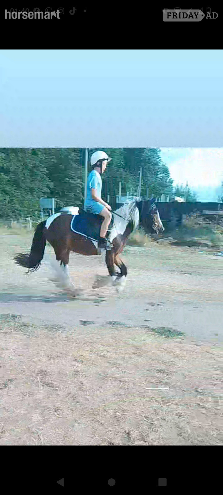 "John " Coloured Gelding Cob/Heavy Horse