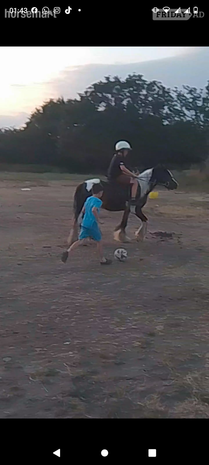 Romford "John " Coloured Gelding Cob/Heavy Horse