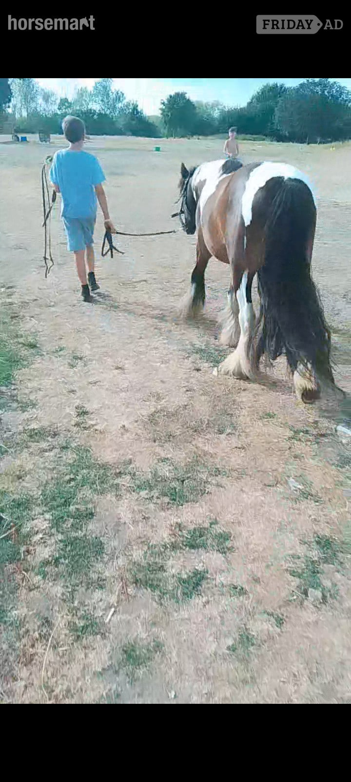 "John " Coloured Gelding Cob/Heavy Horse - Horses in Romford