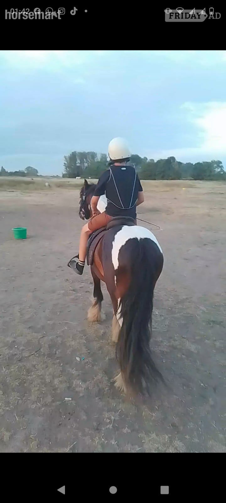 "John " Coloured Gelding Cob/Heavy Horse - Horses