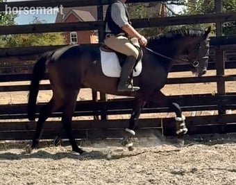 "Dermot " Black Gelding Ex Racehorse