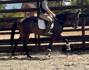 "Dermot " Black Gelding Ex Racehorse