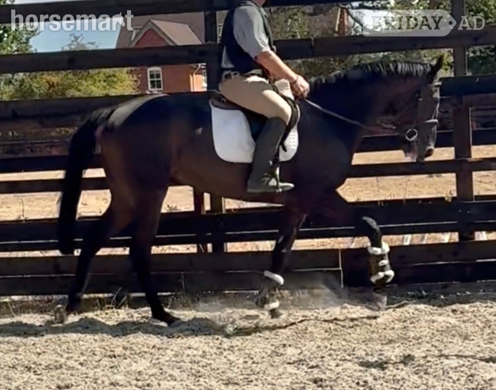 "Dermot " Black Gelding Ex Racehorse in Newbury