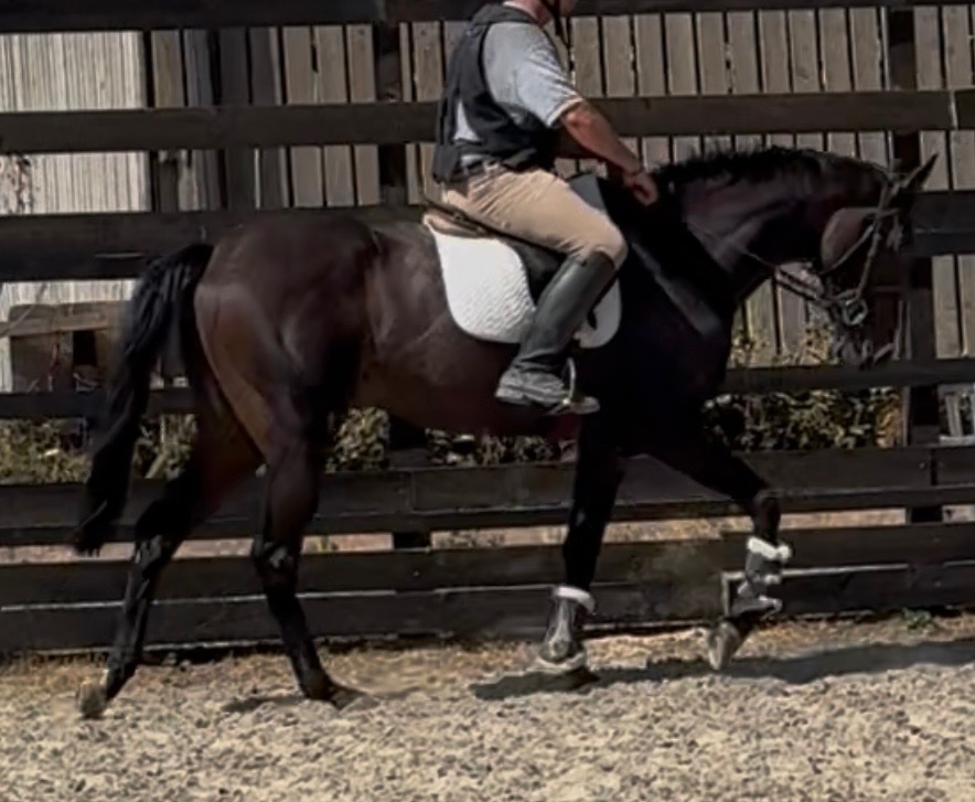 "Dermot " Black Gelding Ex Racehorse