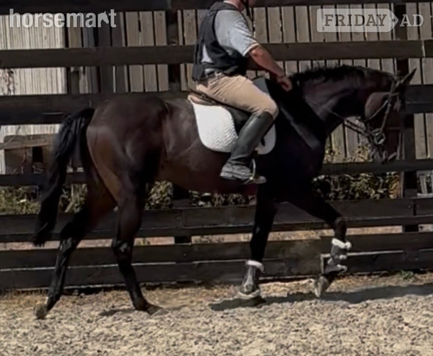 "Dermot " Black Gelding Ex Racehorse