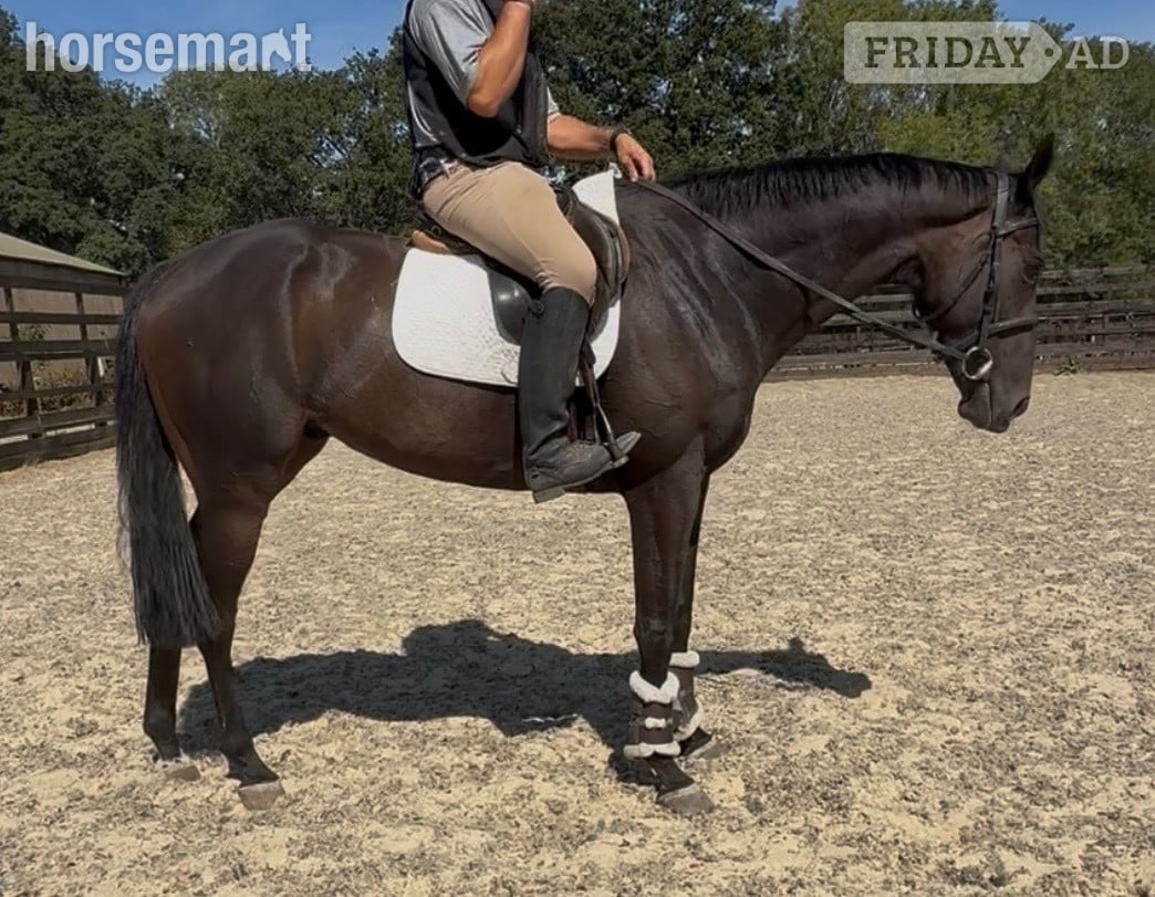Newbury "Dermot " Black Gelding Ex Racehorse