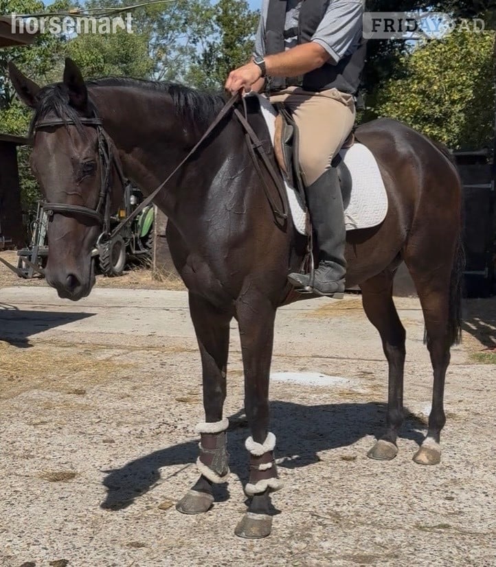 "Dermot " Black Gelding Ex Racehorse - Horses in Newbury