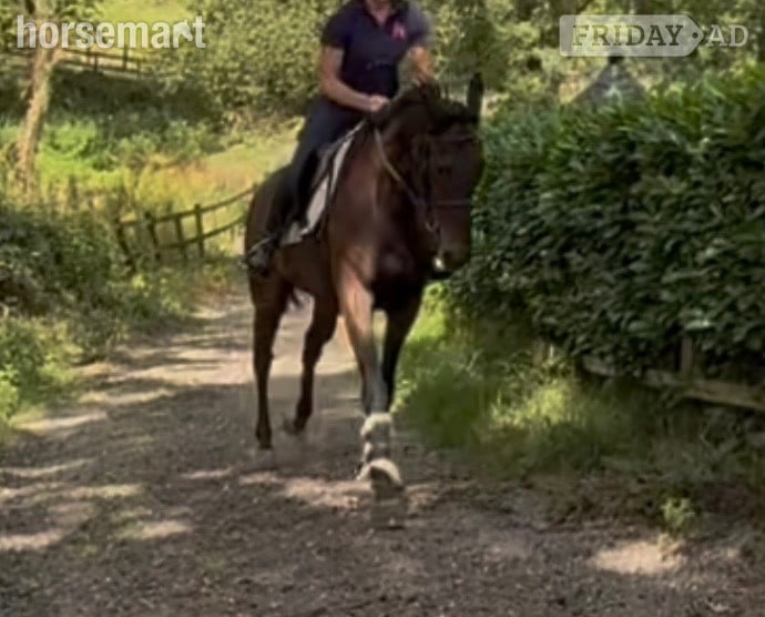 "Dermot " Black Gelding Ex Racehorse - Horses