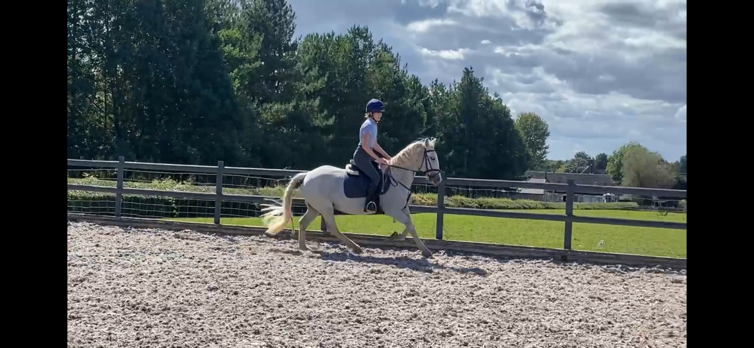 Tamworth "Lola's Luck" Grey Mare All Rounder