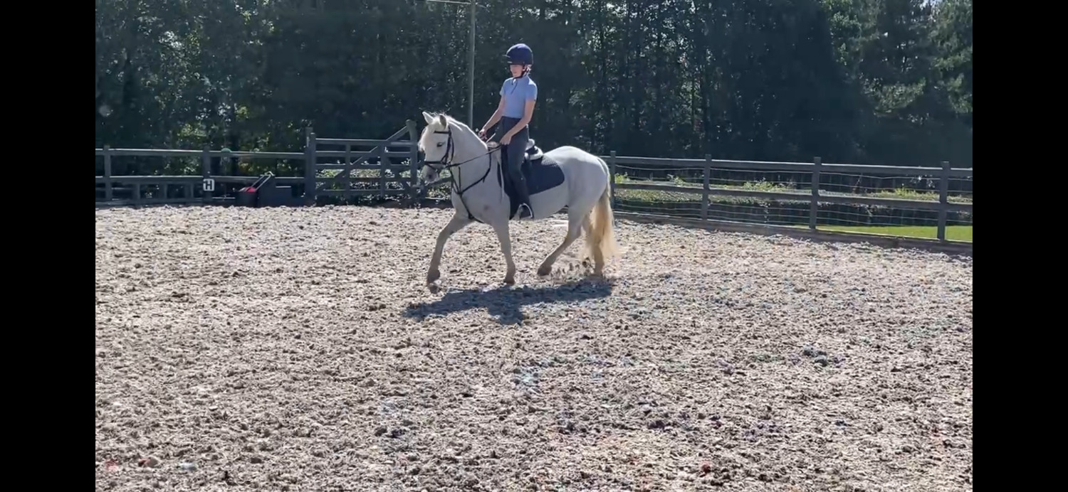 "Lola's Luck" Grey Mare All Rounder - Horses in Tamworth