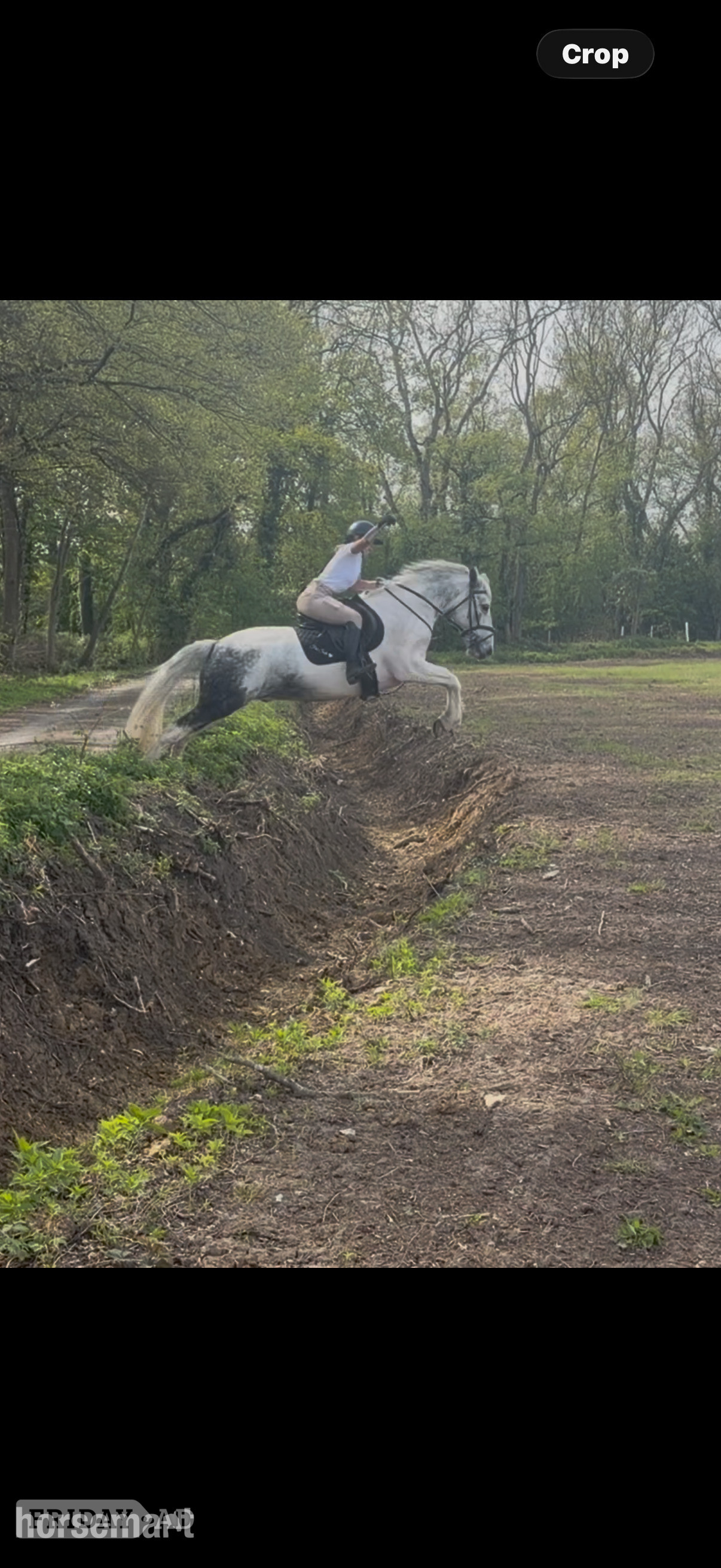 Bowers Gifford "Bluey " Blue &amp; White Gelding All Rounder