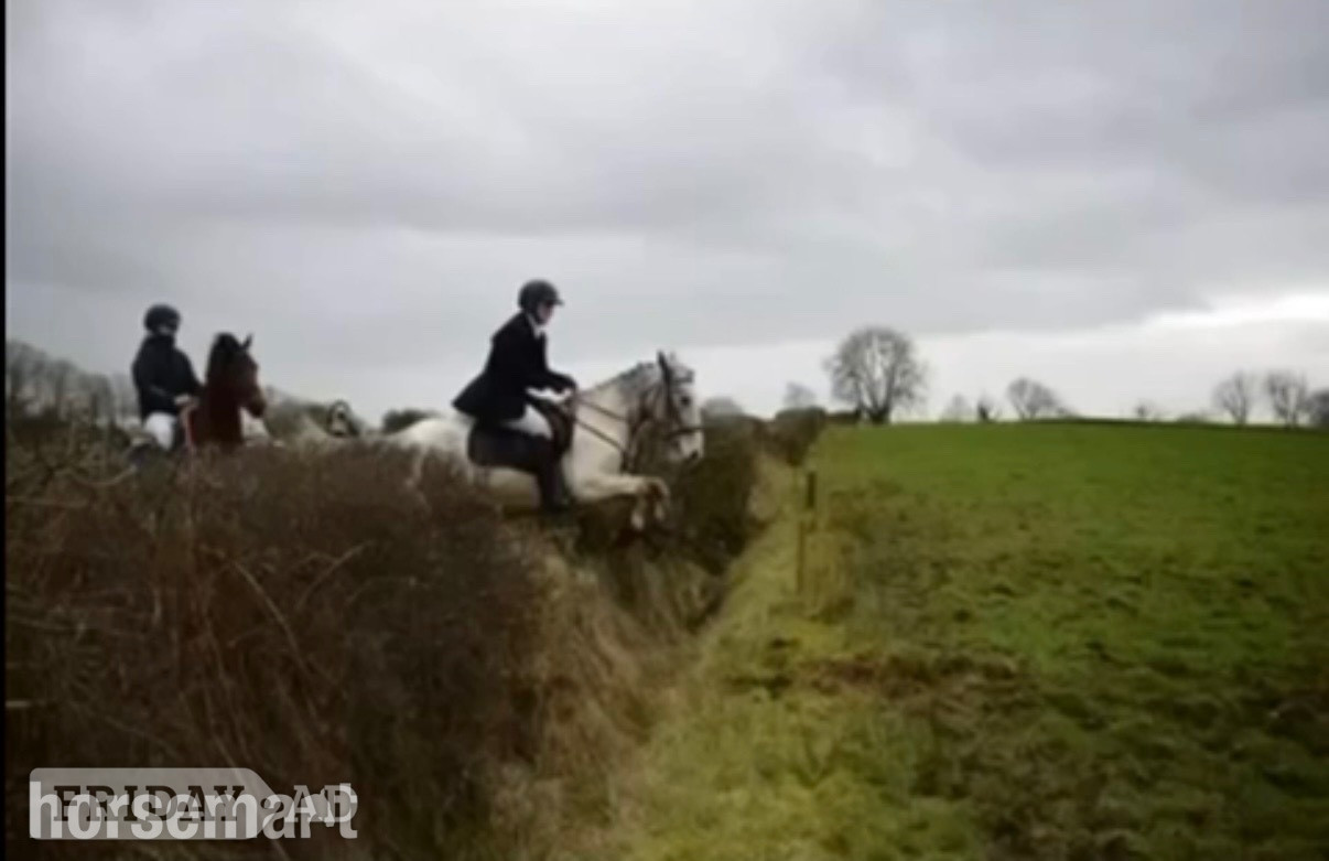 "Bluey " Blue &amp; White Gelding All Rounder - Horses
