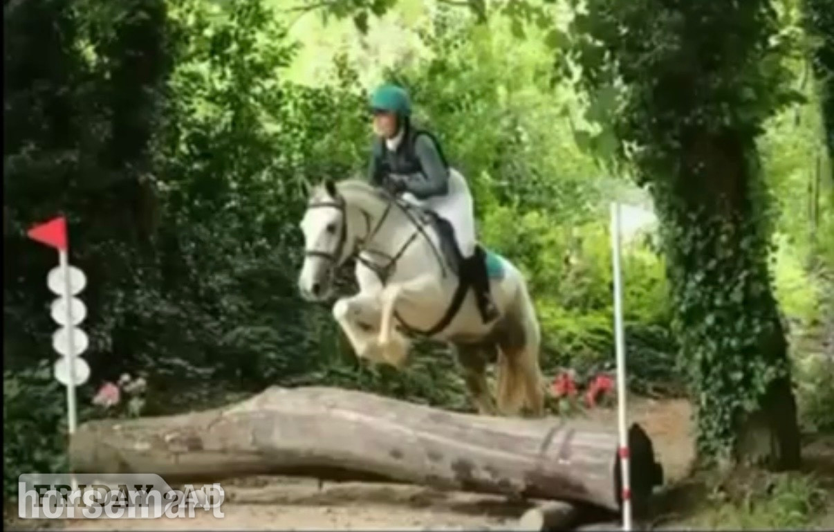 "Bluey " Blue &amp; White Gelding All Rounder - Horses in Bowers Gifford