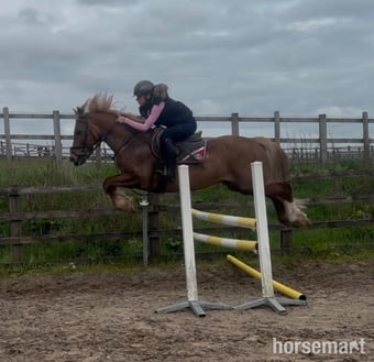 "Glyn " Chestnut Gelding Show Jumper